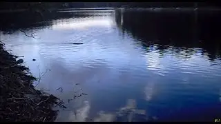 Sailing On A Silk Blue Sea & Beaver swimming Puruvesi
