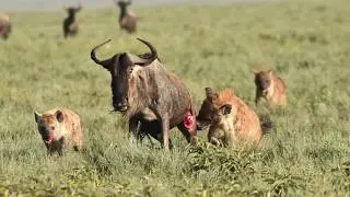 Wildebeest Killed by 2 fierce Hyenas