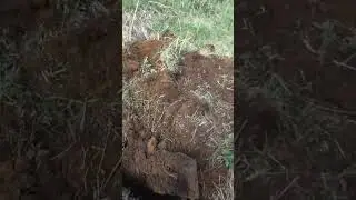 КОП МЕТАЛЛА В ЗАБРОШЕННОЙ ДЕРЕВНЕ #копметалла #коп #металлокоп2024