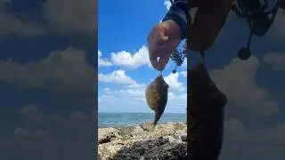 Haven’t seen this in California 🤩👍 / Gandy beach in Tampa Bay Florida