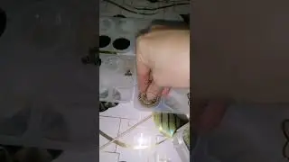 Создаю защитные  оргонные изделия. Заказать мржно через ЯМ- https://www.livemaster.ru/raisa-li