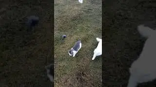 Лиза и Снежик играют