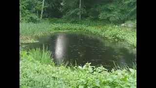 Pond Time Lapse 5