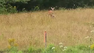 Deer Feeding Fawn