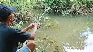 IKAN NYA PADA NGUMPUL‼️MAS BRO HANYA HITUNGAN DETIK UNTUK STREK