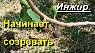 Инжир. Начинают созревать фиги нового урожая. 2023 08 25