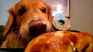 Golden Retriever's 6th Birthday Celebration