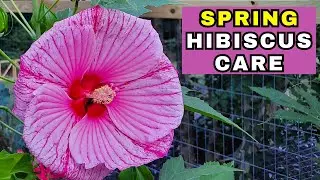 How to Care For Hibiscus in SPRING