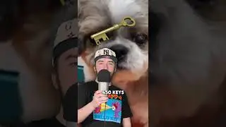 Someone traded their DOG for TF2 ITEMS 
