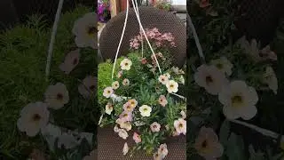 цветы соседи, класс