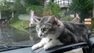 Топ самых смешных котов