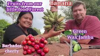 Harvest today: Saging, Cherries and try green wax jambu