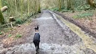 A Relaxed Winter Walk Through Mill Wood With Morty