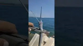 Поймал саргана на куриное сердце.  #fishing #рыбалка #fish #сарган