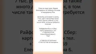 Ищeм Рою ДОМ!