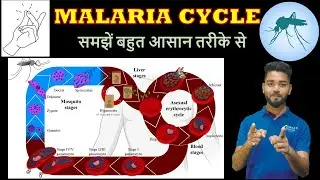 MALARIA CYCLE | Plasmodium | Life cycle of Plasmodium | 