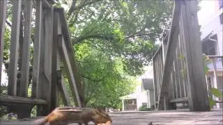 Бурундук  чуть не порвал шёки  chipmunk