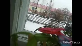 Пластилиновый мультик про шин годзиллу — 3 серия : Родан& Годзилла против Биолланте