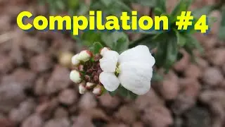 Compliation #4