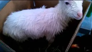 Эй козёл