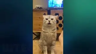 Тик ток тренды / Тик Ток приколы / Подборка Тик Ток  / #35