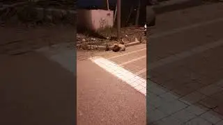 СОБАКА НА ДОРОГЕ