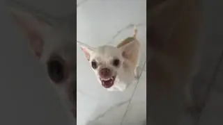 I wanted to scratch her ear😂😂
