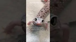 Leopard Gecko 🦎