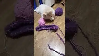 Собака не вязальщица))) 😅