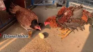 New chicks hatching video for natural Hatch 🐣 and Natural hatch #natural #hatch #naturalhatch