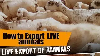 how to export live animals || Live Stock Export Business || Import export business