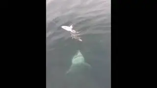 Kowie Deep Sea Fishing Charters - Great White