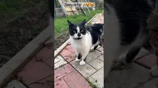 Жизнь замечательных зверей😂ЖЗЗ🐶😻😻👍