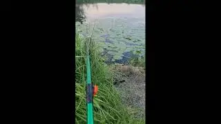 Неожиданный гость на рыбалке
