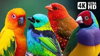Magnificent Birds | Beautiful Nature | Stress Relief | Relaxing Birds Sound | Soothing Birds Chirp