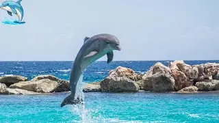 Dolphins: Quick learning intelligent marine mammals