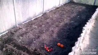 Tomatoes for the winter in a greenhouse