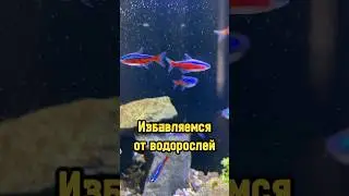 Избавляемся от водорослей 🐟 