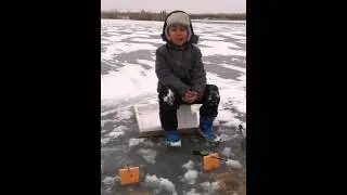 Рыбалка льду хорошо наловили 10 рыбы вобла(2)