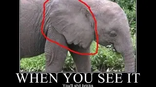 WHY ELEPHANTS HAVE BIG EARS??????????????