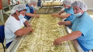 Chamomile processing line - complete