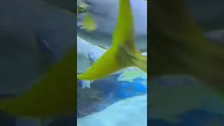 What is the little one doing?! #ocean #water #aqua #fish #fishing #wild