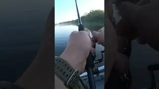Окунь на Тейл-спиннер #рыбалка