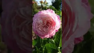 Роза Constance 