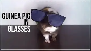 Guinea Pig in Glasses