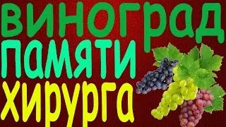 Виноград Памяти Хирурга  ❤❤❤❤