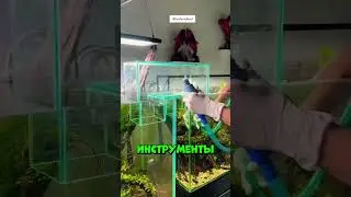 The fish suddenly disappeared... and appeared in another aquarium 
