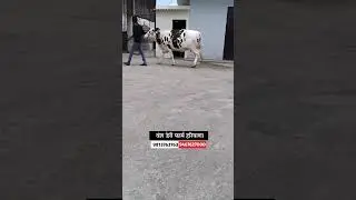 दुसऱ्या वेताची गाई विक्रीसाठी उपलब्ध #hf_cow #shorts #सांगोला_बाजार