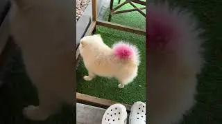 Собака с розовым хвостом