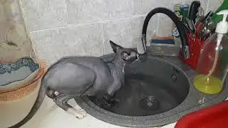 Кошка Сфинкс любит воду.